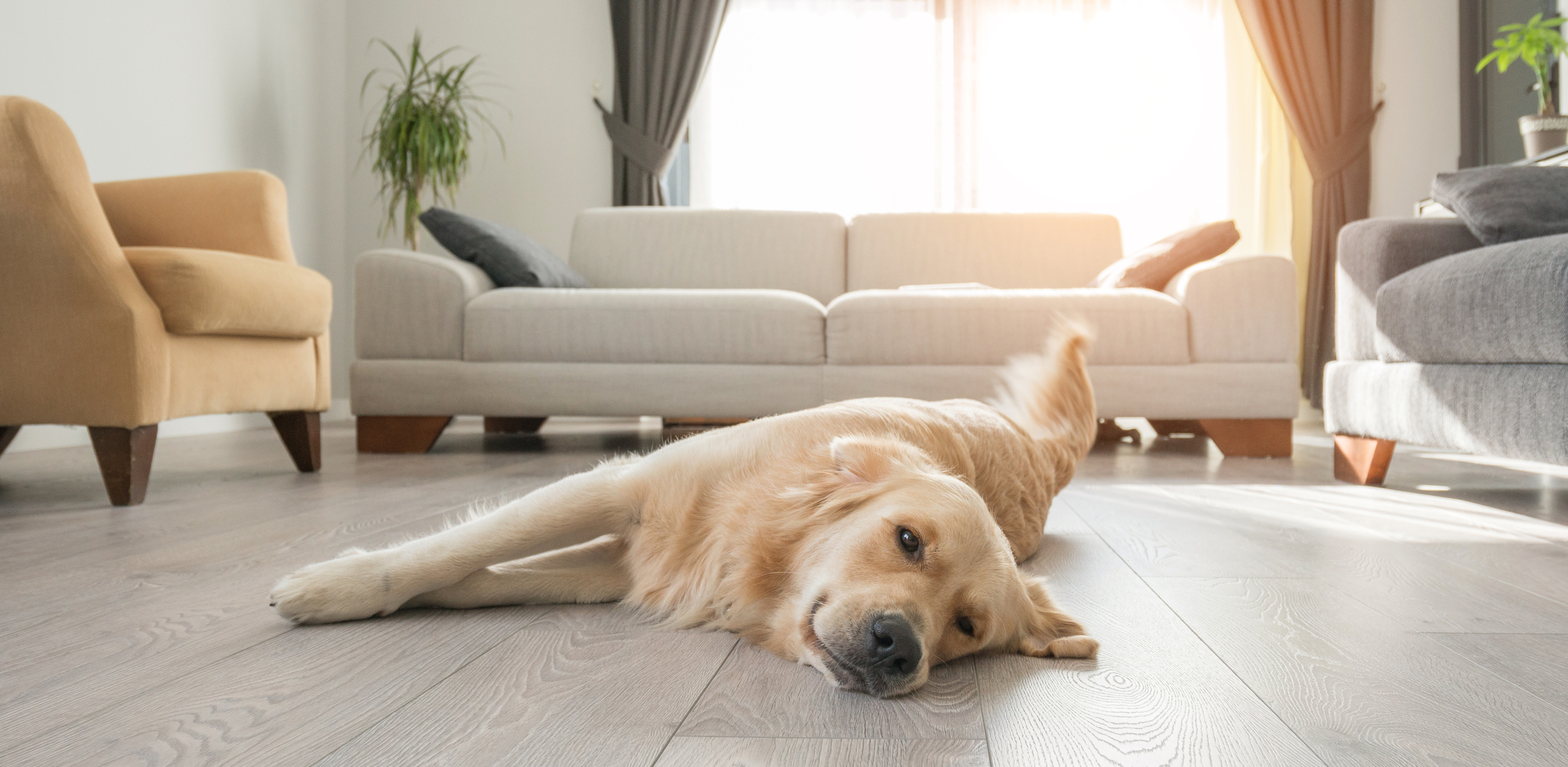 Best Wooden Floor For Pets